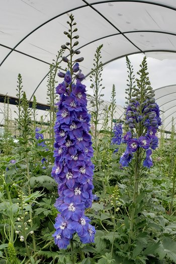 Hybrid Delphinium Dark Blue 